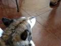 Malamute howling bark