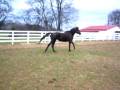 Black Thoroughbred Mare for Sale