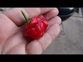 The Best 16 Jamaican Red Scotch Bonnet Pepper