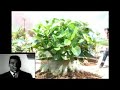 Arabicum & Thai Socotranum Bonsai