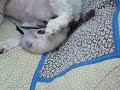 Dog Giving Birth