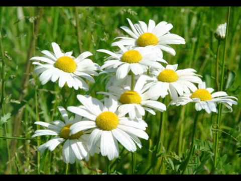 yvavilebis qveyana.wmv