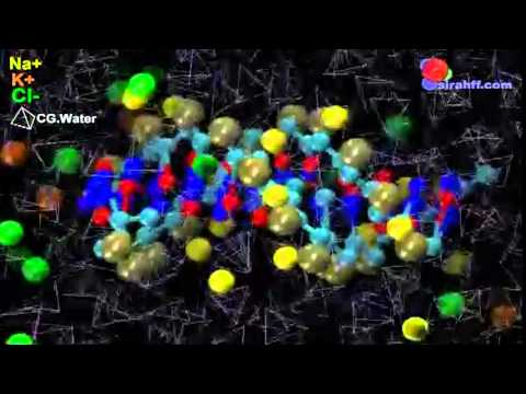 Coarse Grain Simulation of DNA using Sirah ForceField