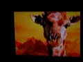 SNL-giraffes