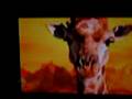 SNL-giraffes