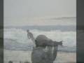 Dan Jorgensen  Friends Surfing Christmas Waves in Panama