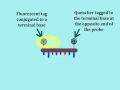 Real-Time Polymerase Chain Reaction (PCR)
