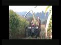Silagem de Milho I / ensilage corn - Casal dos Silvas, Montemor-o-Velho