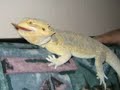 Sparty the Bearded Dragon picture slideshow Sparty the Bearded Dragon picture slideshow