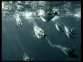 Harun Yahya Documentary - The World Of Ice: Penguins-prt4