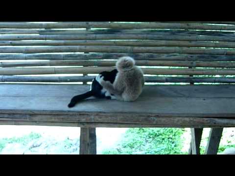 Gatto contro scimmia