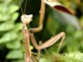 Revenge of the Mantis