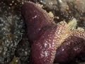 \" Alki At Low Tide \" pt 2