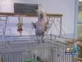 Oscar The Naked Dancing Cockatoo