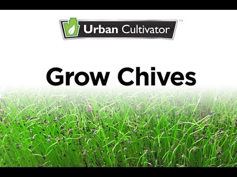 how to replant chives