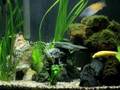 Fishtank Time Lapse