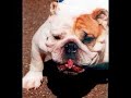 Funny Cats - Funny Dogs - Unusual - Ugly? Funny Cats - Funny Dogs - Unusual - Ugly?