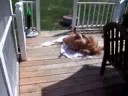 dog!