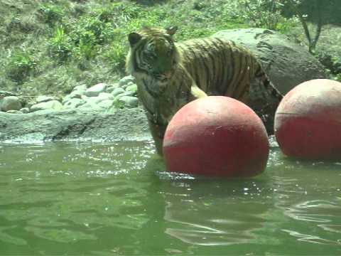 swimming tiger