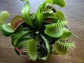 Venus Fly Trap