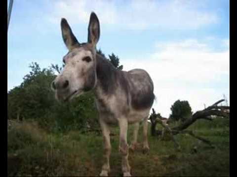 Ane - On a retrouvé l'âne de Shrek dans une contrée des Deux-Sèvres, à Fomperron plus exactement. En fait il s'appelle Aristode et c'est un âne mélancolique qui at...