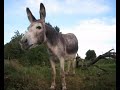 L'âne de Shrek