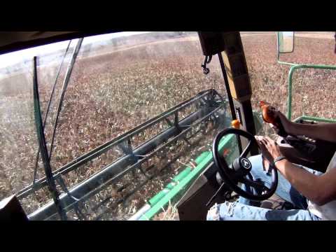 how to harvest milo