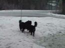 Bernese Mountain Dogs at Tahoe