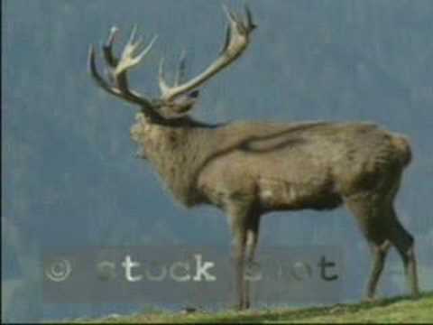 Red Deer in rutting season