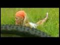 Kamrca - Brigita Šuler