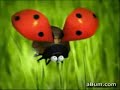 Coccinella