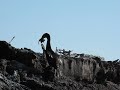 cormorant with kelp offering