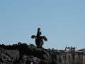cormorant with kelp offering