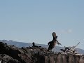 cormorant with kelp offering