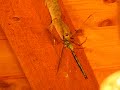 Gecko vs. Libelle Gecko vs. Libelle