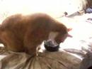 Better Than Catnip Better Than Catnip