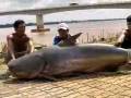 videos de Giant Cat fish of the Mekong River that weight more than 600lbs- Wow!!!