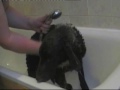 Lizzy in the tub