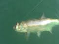 Tarpon Fishing Tampa Bay Tarpon Fishing Tampa Bay