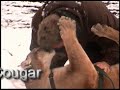 Predators of the Heart.com