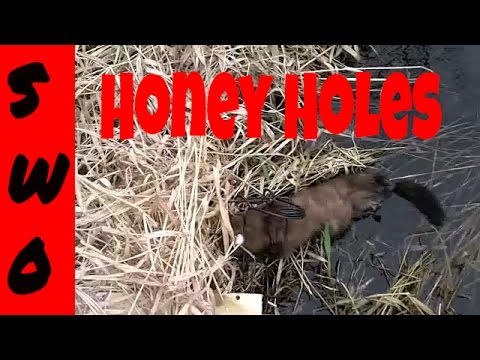 how to locate muskrats