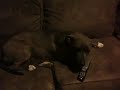 Camouflaged dog with couch