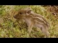 Cute baby Wild Boars - Moose in the Glen - BBC wildlife