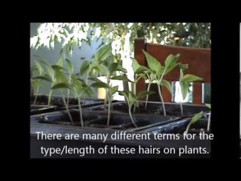 how to fertilize seedlings tomato