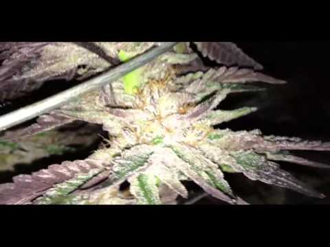 how to make ur weed turn purple