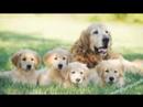 Golden Retreivers