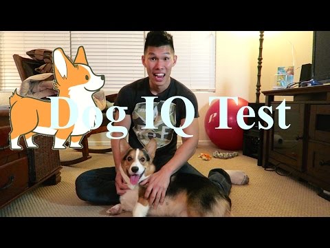 how to test 4 yr old iq