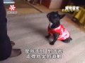 道歉的小狗，好可愛喔~