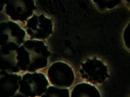 Intracellular blood pathogen