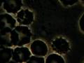 Intracellular blood pathogen